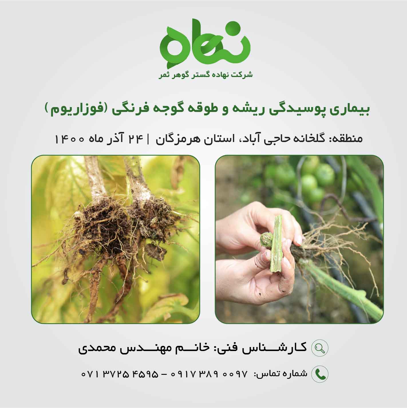 بیماری پوسیدگی ریشه و طوقه گوجه فرنگی(فوزاریوم)